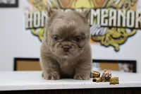 Isabella , a male French Bulldog for sale in Charlotte, NC – 2 of 3