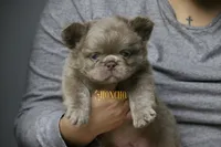 Isabella , a male French Bulldog for sale in Charlotte, NC – 1 of 3
