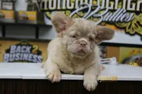Bravo, a male French Bulldog for sale in Charlotte, NC – 3 of 4