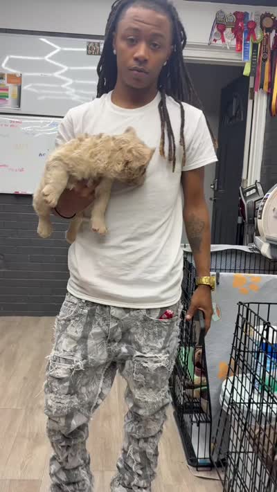 Bravo, a male French Bulldog for sale in Charlotte, NC – 4 of 4