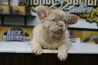 Bravo, a male French Bulldog for sale in Charlotte, NC – 2 of 4