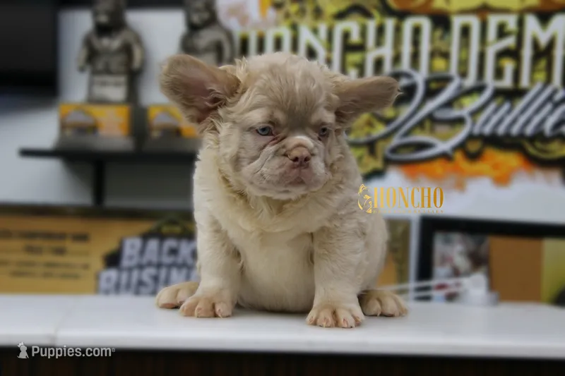 Bravo – French Bulldog puppy for sale in Charlotte, NC