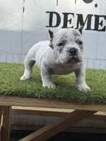Spotify, a male American Bully for sale in Charlotte, NC – 3 of 5