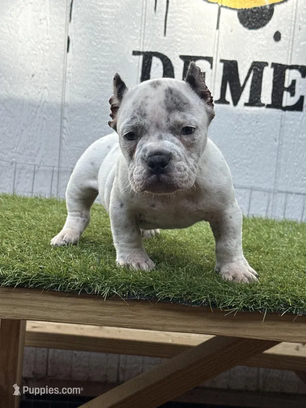 Spotify – American Bully puppy for sale in Charlotte, NC