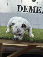 Spotify, a male American Bully for sale in Charlotte, NC – 2 of 5