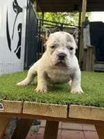 Spotify, a male American Bully for sale in Charlotte, NC – 5 of 5