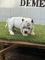 Spotify, a male American Bully for sale in Charlotte, NC – 4 of 5