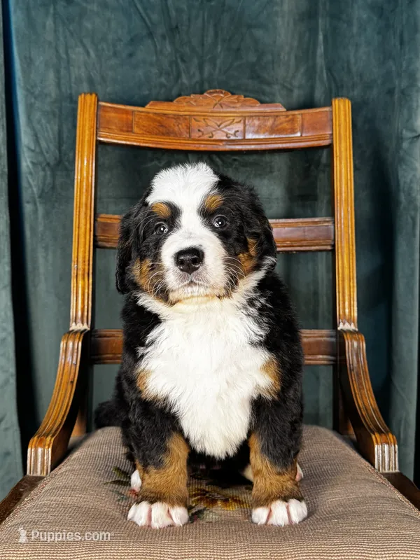 Pink Female  – Bernese Mountain Dog puppy for sale in Warner, OK