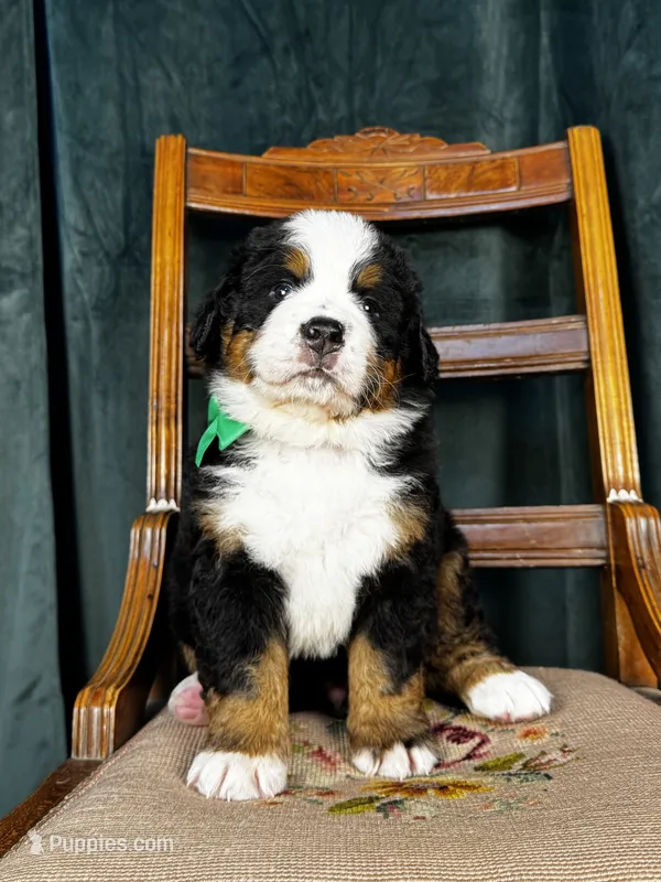 Green Male  – Bernese Mountain Dog puppy for sale in Warner, OK