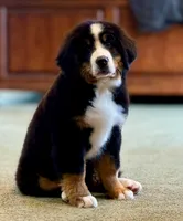 Yellow Female, a female Bernese Mountain Dog for sale in Warner, OK – 1 of 7