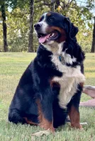 Orange male , a male Bernese Mountain Dog for sale in Warner, OK – 4 of 6