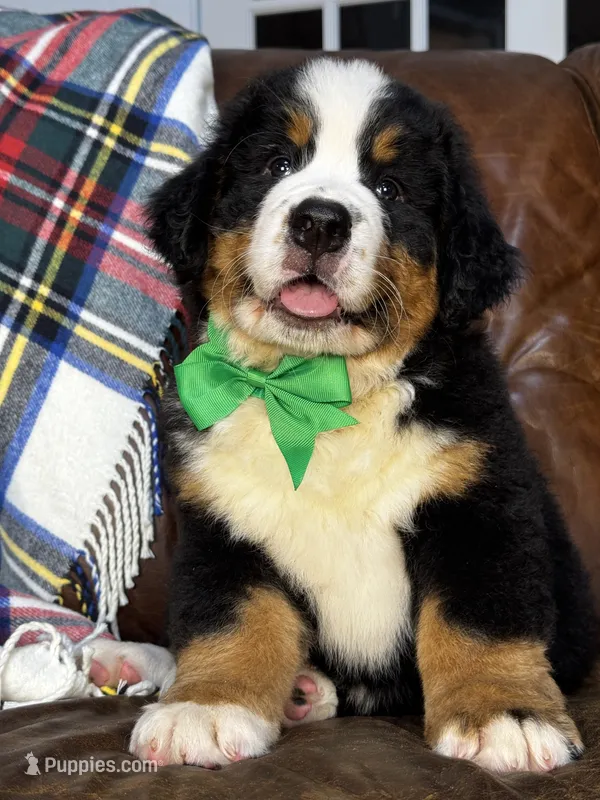 Green Male  – Bernese Mountain Dog puppy for sale in Warner, OK