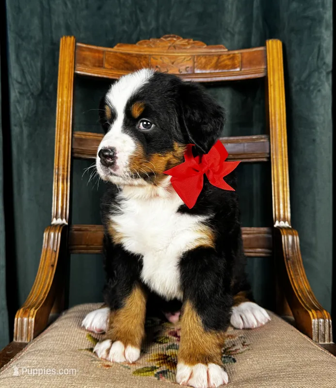 Red Male  – Bernese Mountain Dog puppy for sale in Warner, OK