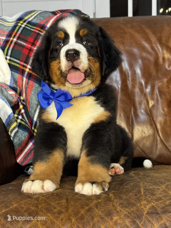 Blue Male  – Bernese Mountain Dog puppy for sale in Warner, OK