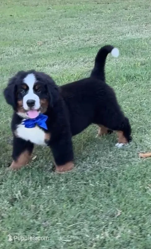 Blue Male  – Bernese Mountain Dog puppy for sale in Warner, OK