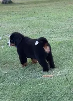 Blue Male , a male Bernese Mountain Dog for sale in Warner, OK – 2 of 6