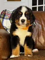 Orange male , a male Bernese Mountain Dog for sale in Warner, OK – 2 of 5