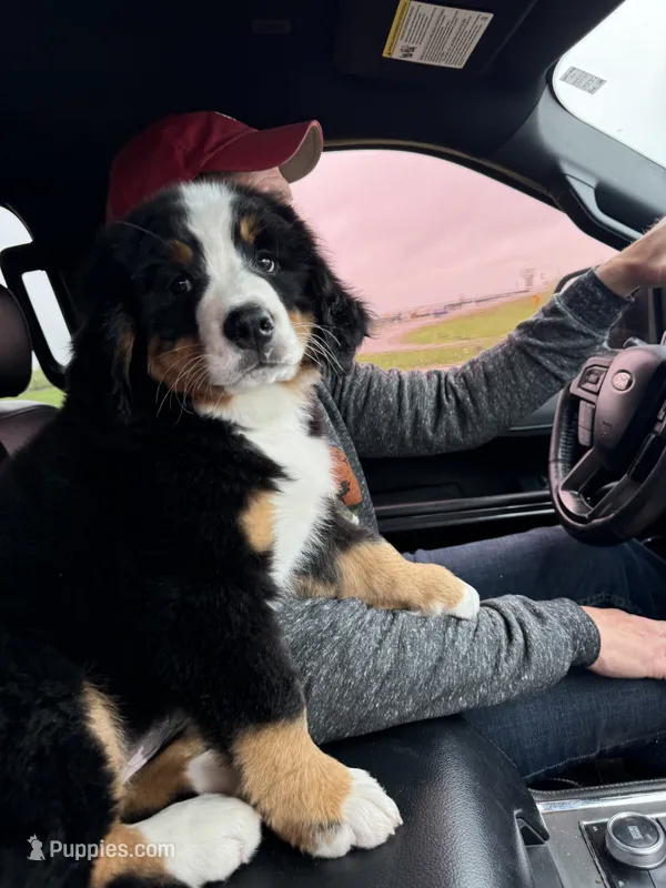 Pink Female  – Bernese Mountain Dog puppy for sale in Warner, OK