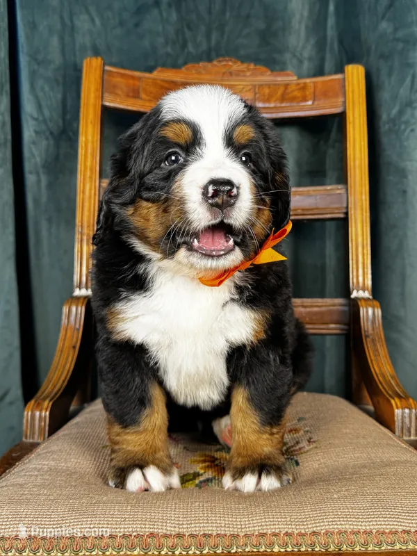 Orange male  – Bernese Mountain Dog puppy for sale in Warner, OK