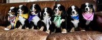 Red Male , a male Bernese Mountain Dog for sale in Warner, OK – 5 of 5