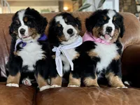 Purple Female , a female Bernese Mountain Dog for sale in Warner, OK – 5 of 7