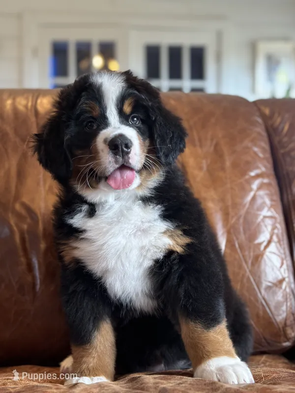 Blue Male  – Bernese Mountain Dog puppy for sale in Warner, OK