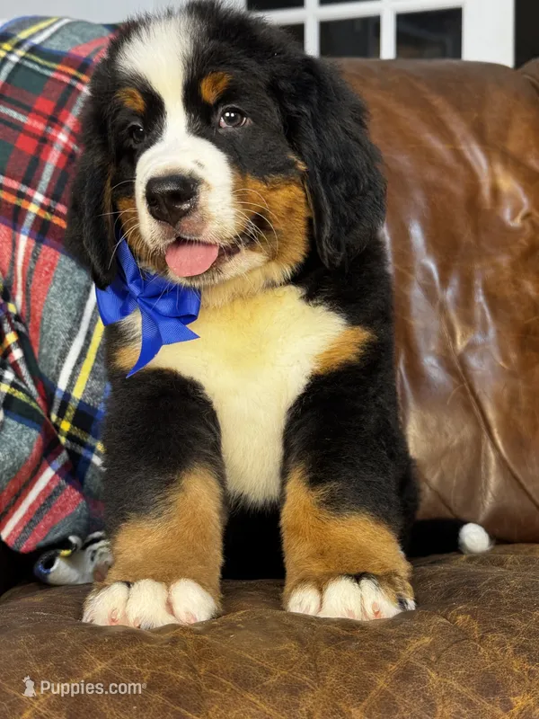 Blue Male  – Bernese Mountain Dog puppy for sale in Warner, OK