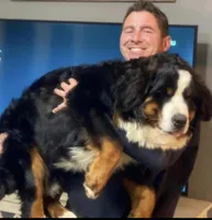 Purple Female , a female Bernese Mountain Dog for sale in Warner, OK – 3 of 7