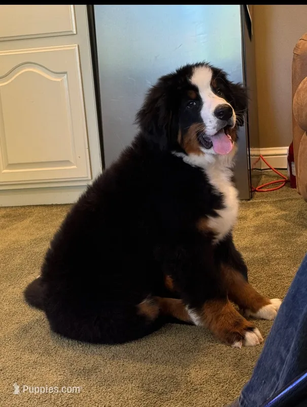 Red Male  – Bernese Mountain Dog puppy for sale in Warner, OK