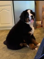 Red Male , a male Bernese Mountain Dog for sale in Warner, OK – 1 of 5