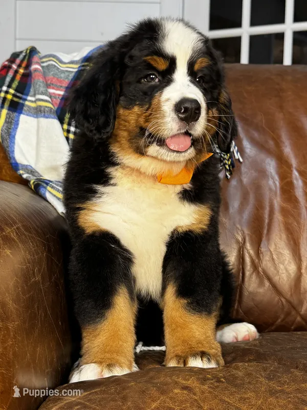 Orange male  – Bernese Mountain Dog puppy for sale in Warner, OK