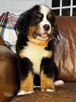 Orange male , a male Bernese Mountain Dog for sale in Warner, OK – 1 of 5
