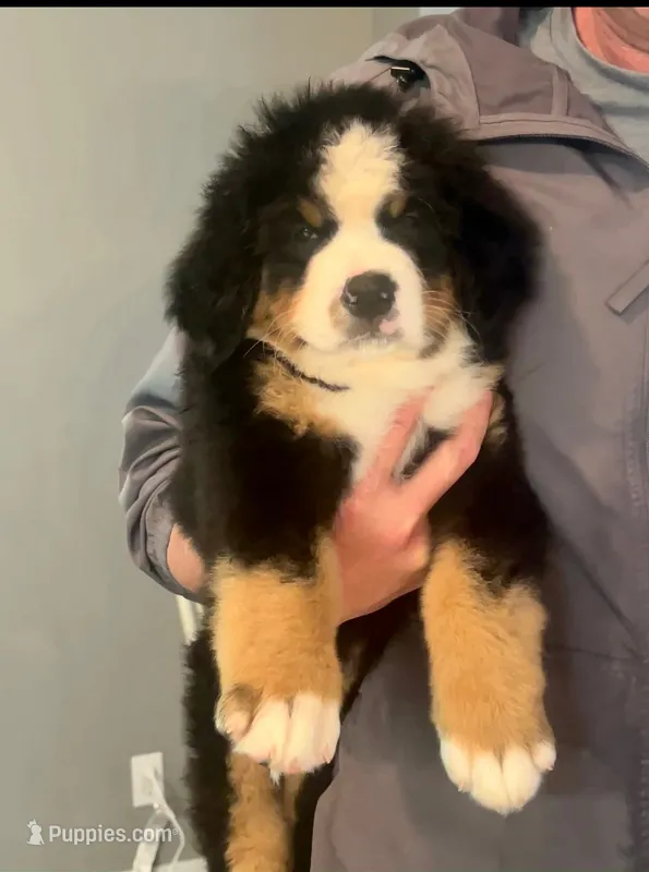 Orange male  – Bernese Mountain Dog puppy for sale in Warner, OK