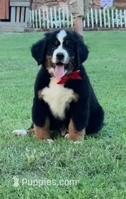 Red Male  – Bernese Mountain Dog puppy for sale in Warner, OK