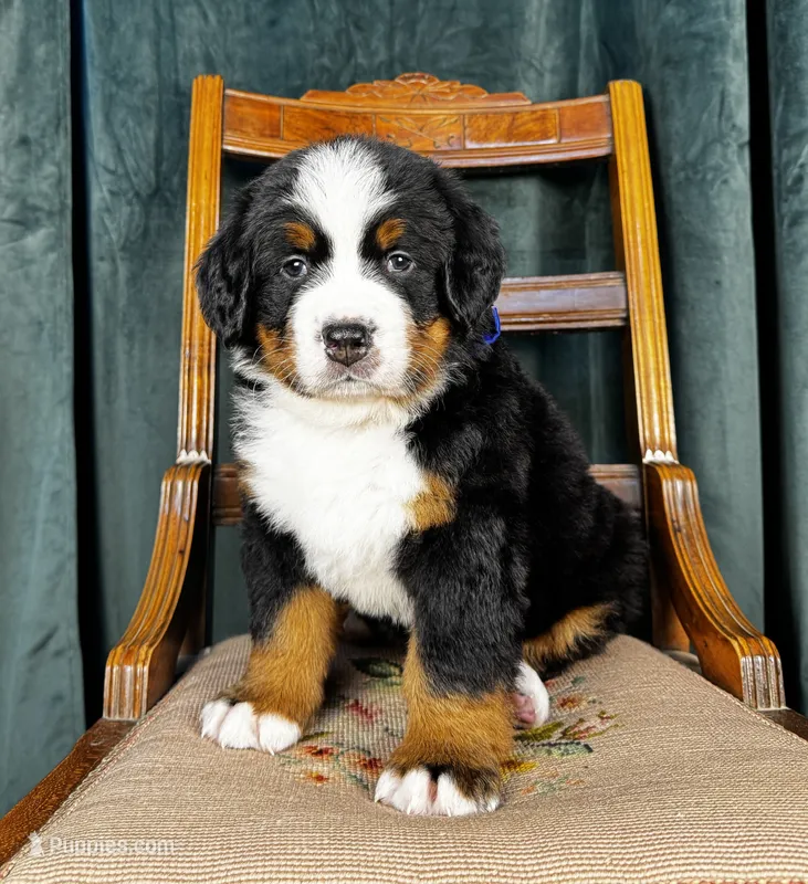 Blue Male  – Bernese Mountain Dog puppy for sale in Warner, OK