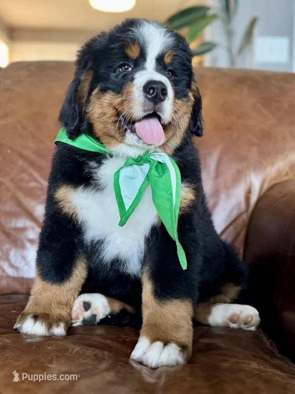 Green Male  – Bernese Mountain Dog puppy for sale in Warner, OK