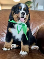 Green Male , a male Bernese Mountain Dog for sale in Warner, OK – 1 of 4