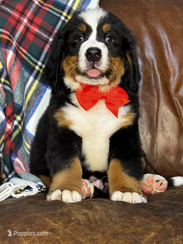 Red Male  – Bernese Mountain Dog puppy for sale in Warner, OK