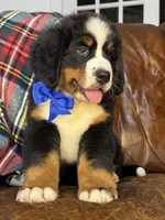 Blue Male , a male Bernese Mountain Dog for sale in Warner, OK – 4 of 6