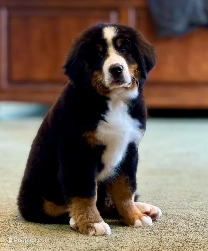 Purple Female  – Bernese Mountain Dog puppy for sale in Warner, OK