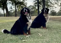 Orange male , a male Bernese Mountain Dog for sale in Warner, OK – 2 of 6