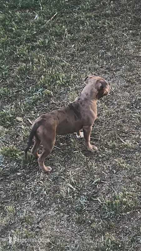 Puppy – American Bully puppy for sale in Denver, CO