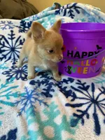 Chihuahua , a female Chihuahua for sale in Whittier, CA – 4 of 5