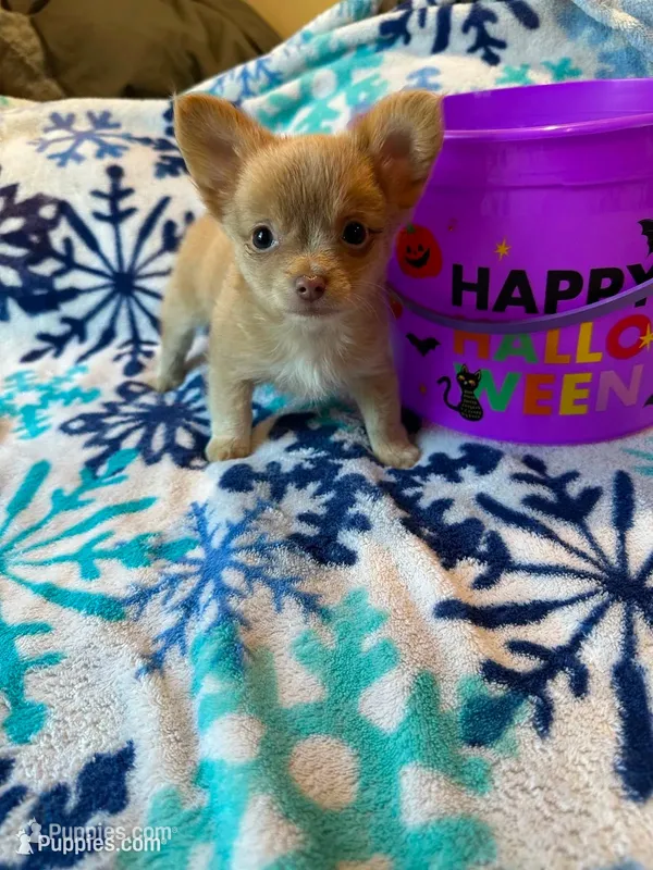 Chihuahua  – Chihuahua puppy for sale in Whittier, CA