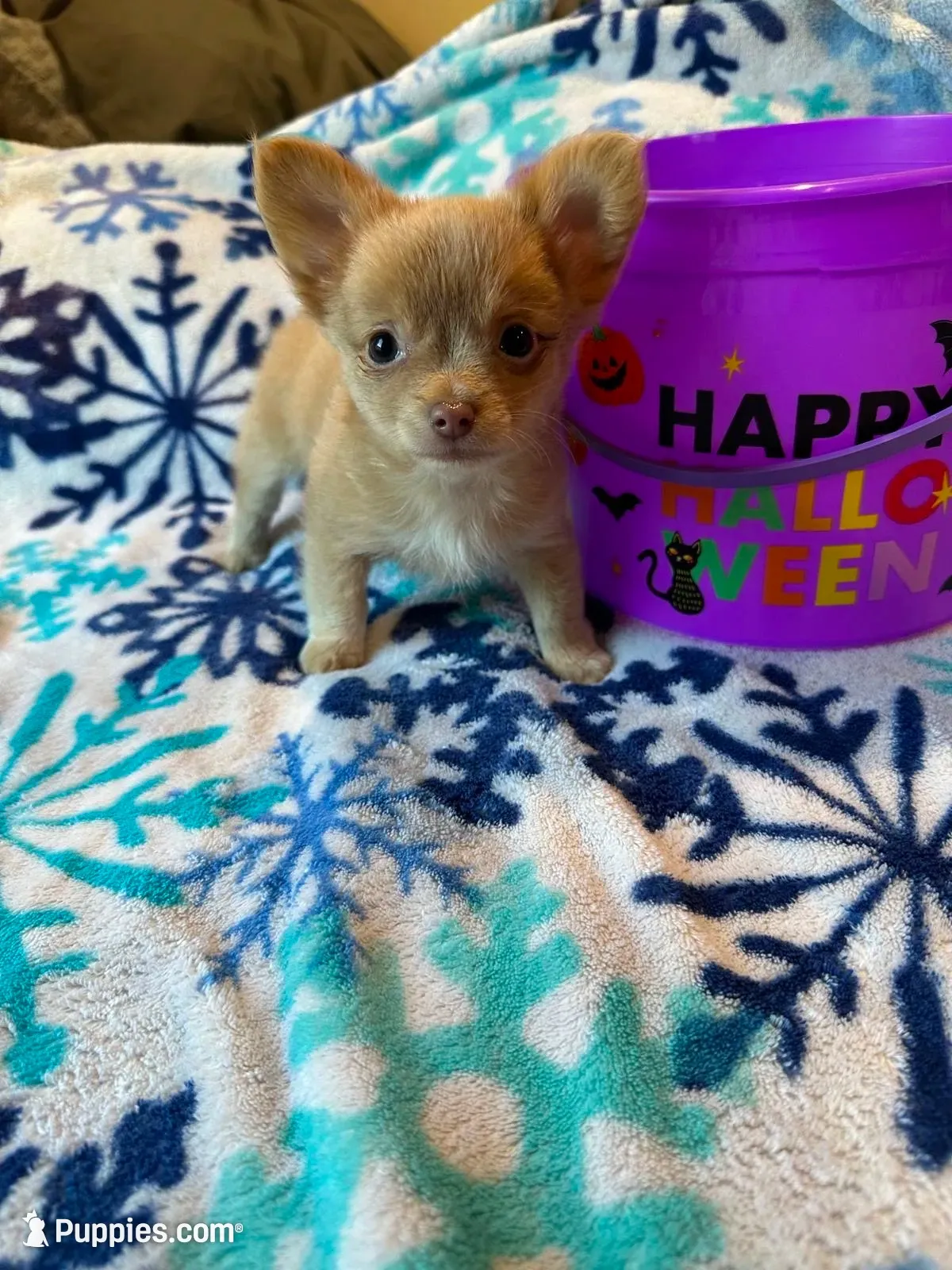 Chihuahua , a female Chihuahua for sale in Whittier, CA – 1 of 5