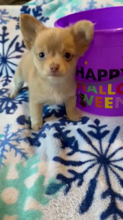 Chihuahua , a female Chihuahua for sale in Whittier, CA – 5 of 5
