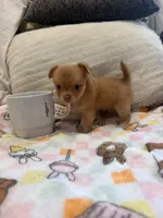 Chihuahua , a female Chihuahua for sale in Whittier, CA – 2 of 5
