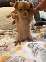 Chihuahua , a female Chihuahua for sale in Whittier, CA – 3 of 5