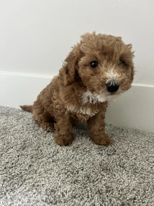 Bentley  – Poodle - Miniature  puppy for sale in Novi, MI