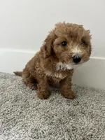 Bentley , a male Poodle - Miniature  for sale in Novi, MI – 1 of 3